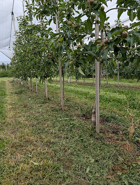 Bedeckung des Baumstreifens mit dem Fahrgassenmulch (© Carina Lau/KOB).