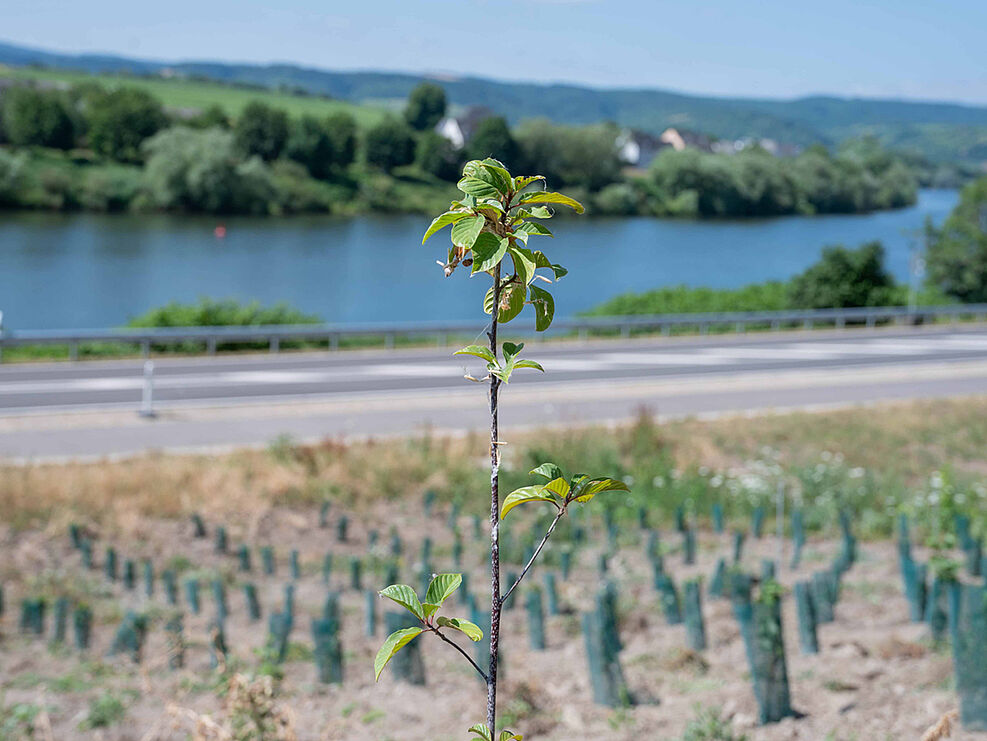 
	Projektfläche Weingut Kirsten-Liebieg (Foto: FAIR'N GREEN)
