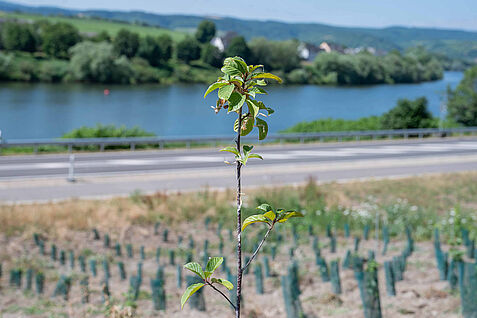 Projektfläche Weingut Kirsten-Liebieg (Foto: FAIR'N GREEN)