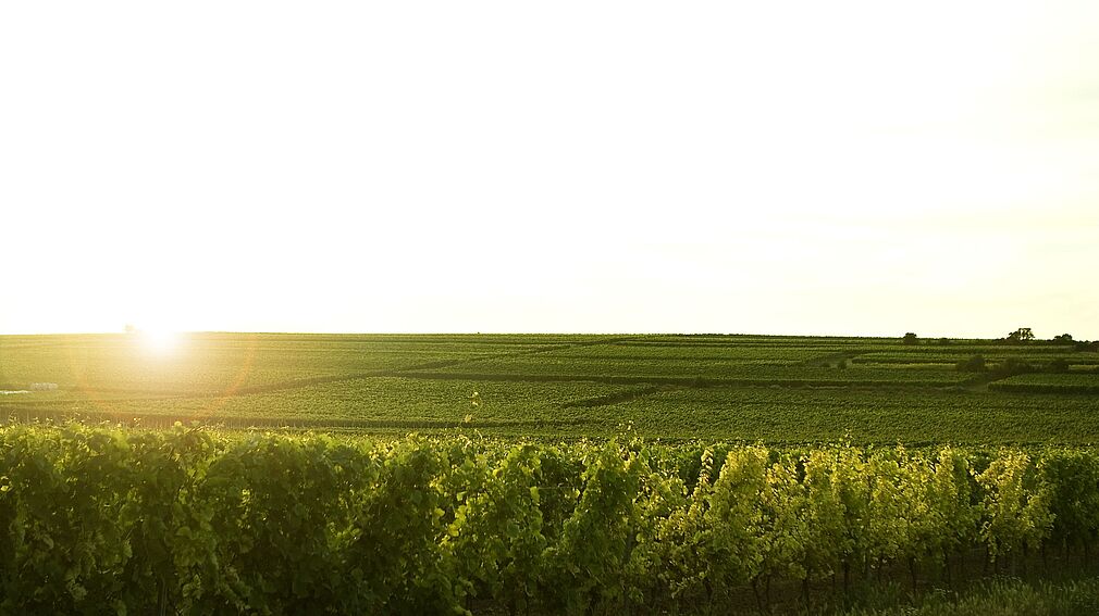 © Fair and Green e.V. (Die vom Verein zur Verfügung gestellten Bildmaterialien unterliegen dem Urheberrecht von Fair and Green e.V.. Sie wurden ausschließlich für die Nutzung im Rahmen dieses Projekts bereitgestellt. Eine Vervielfältigung, Weitergabe oder anderweitige Nutzung der Bilder ist nicht vorgesehen und bedarf der ausdrücklichen Genehmigung durch die Rechteinhaber.)