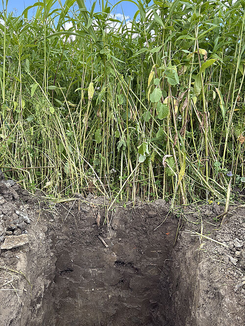 Bodenprofil beim Betrieb Augustin. Foto: Carsten Köpcke, OVR
