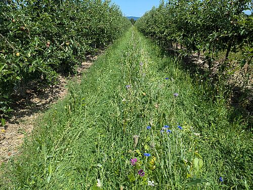 Artenreiche Fahrgasseneinsaat 10 Wochen nach Aussaat auf einem IP-Betrieb in Rheinhessen (© Lena Müller/HGU).