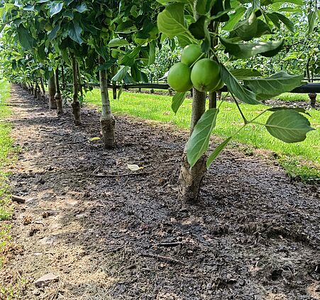 Gärreste einer lokalen Biogasanlage vier Wochen nach Ausbringung auf einem IP-Betrieb im Rheinland (© Nadja Müller/HGU).
